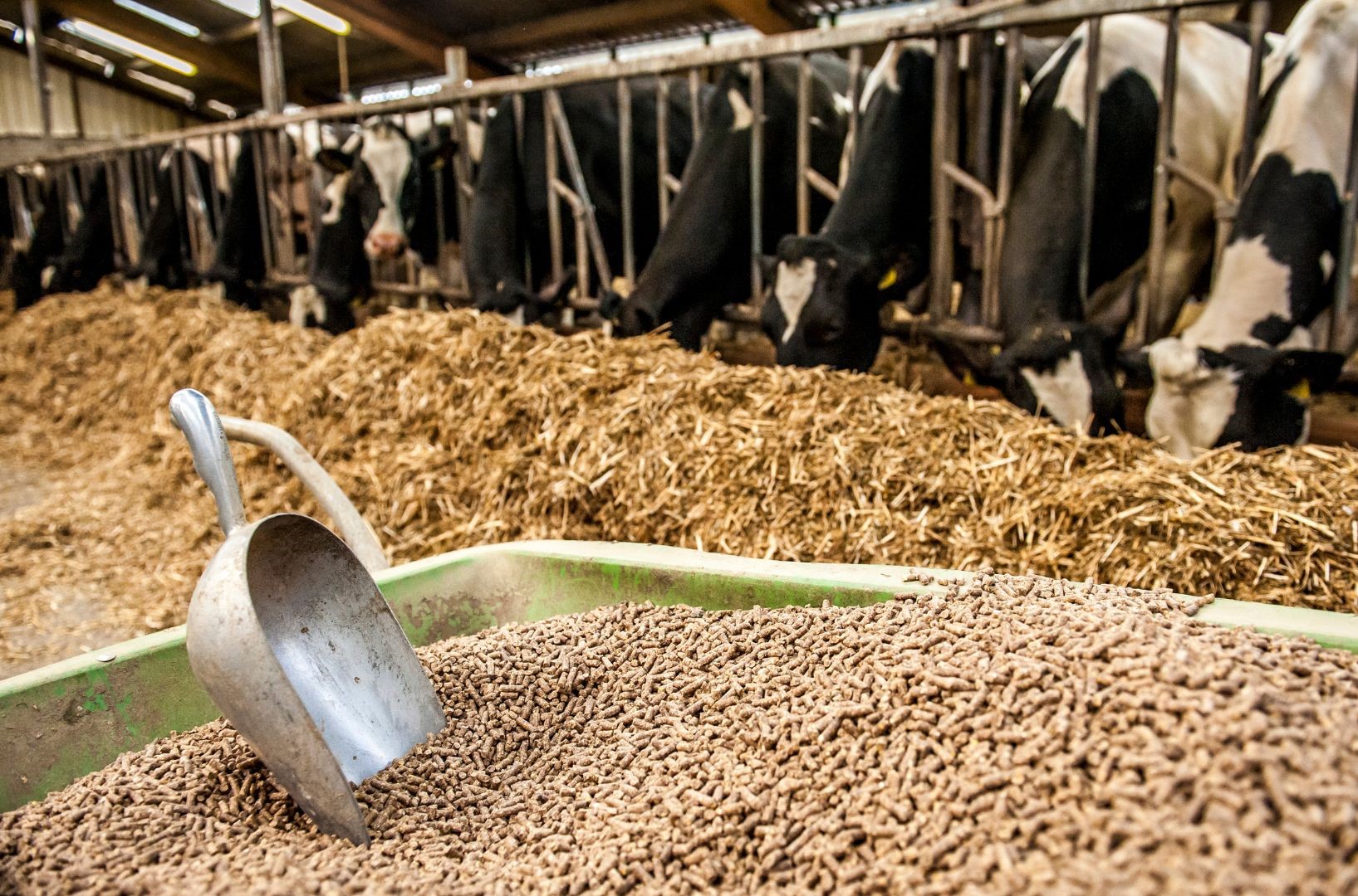 Premium Animal Feed