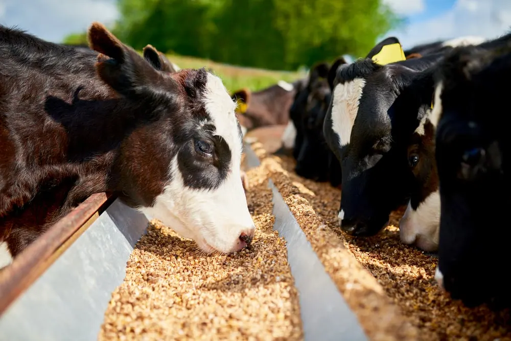 Cattle Feed