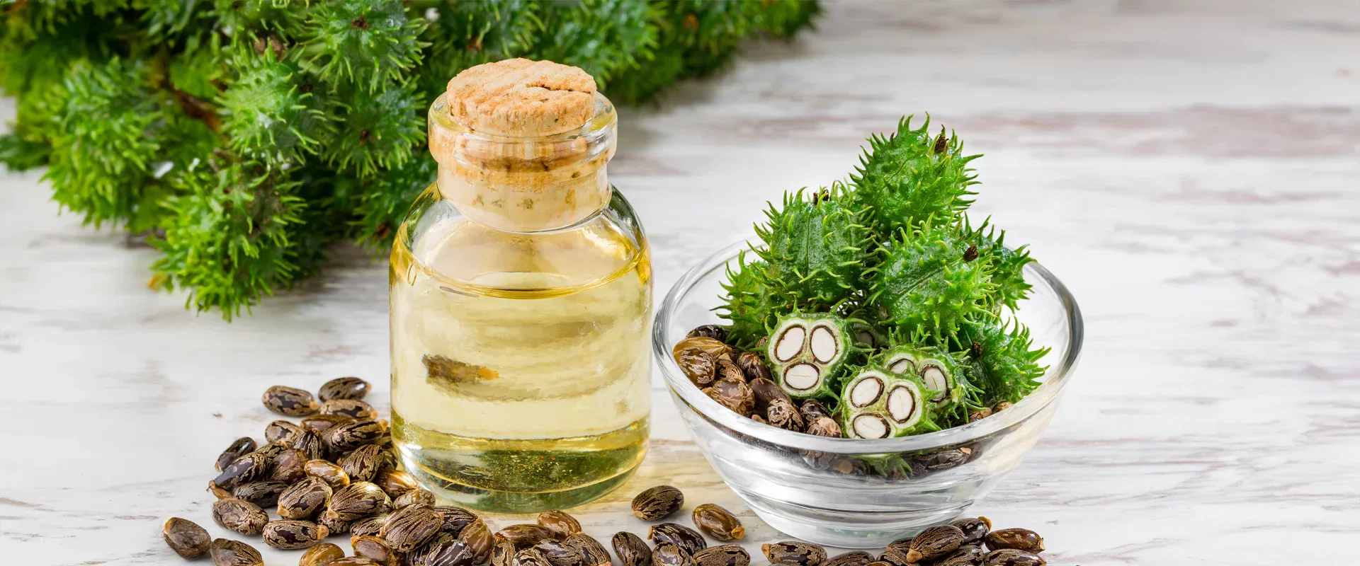 Castor Oil Production